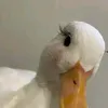 5p__sz
