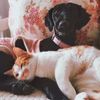 Funnydailypets