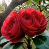 ch.khim03