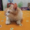 cing.eni8