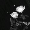 littlesquirrel_rabbit