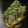 bonsai.nghe.thuat.13