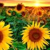 sunflowerrrrr.___