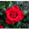 meryem.polat79