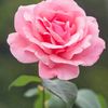 md.babul.hossen882