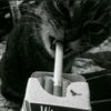tr_enes31