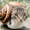the.real.snailcat
