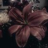 _iil.8
