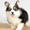 nhaco2becorgi