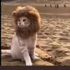 qzj8cmzewm7