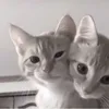 xmyy.melodyyx