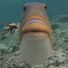sumrandomfish