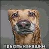 grist_kakashki42