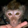 sioliscell.co.id