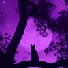 moonlight28371