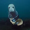 moneyspreadseal2006