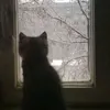 sofik_d0