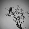 jeruk.manis_3