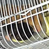 iloveanimalshowabtu