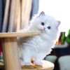funny.cat.468