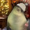 seal5663
