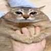 qffogato