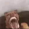 nico.ratos_e.fofos