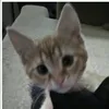 jenttt4