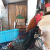 abid.pro.ayam