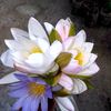 maya.chy57