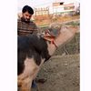 swat_qurbani_janwar404