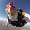 gallinaparachute1_1