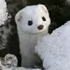 Doninha narradora