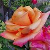 sunduz.oktay