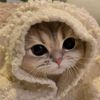 animal_core02