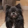 misterlilo8