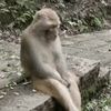 apeist_lad