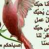 ali.alami67