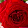 hope.by.god2
