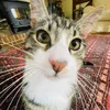 lucystillwell_3