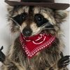 raccoon_likes_trashh_14