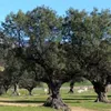 vehuiah00