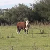 el_ternero_colorado