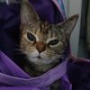 queencat4656