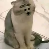 hai63798