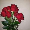 zulmy.jeronimo