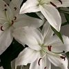 nafiza9985