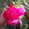 zahoor6591