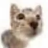cat_.bomb1