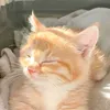 inju4kaa